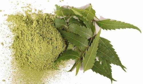 Bột lá neem, tác dụng bột lá neem, địa chỉ bán bột lá neem
