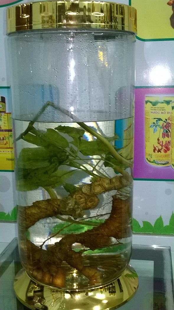 sam_ngoc_linh_5.jpg sam_ngoc_linh_5.jpg