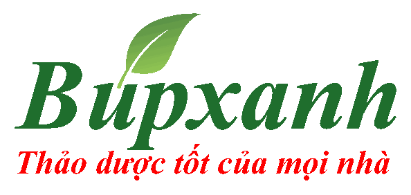 Búpxanh, thảo dược, dược liệu, thuốc nam, thuốc đông y