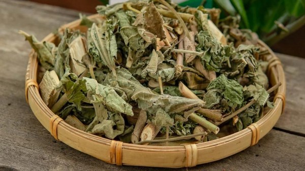 Cây an xoa khô nguyên cành còn lá và dấu vết lớp lông.