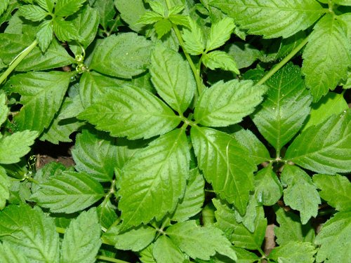 Cây Giảo Cổ Lam Là Cây Gì? Đặc Điểm Và Cách Nhận Biết Đúng Loài