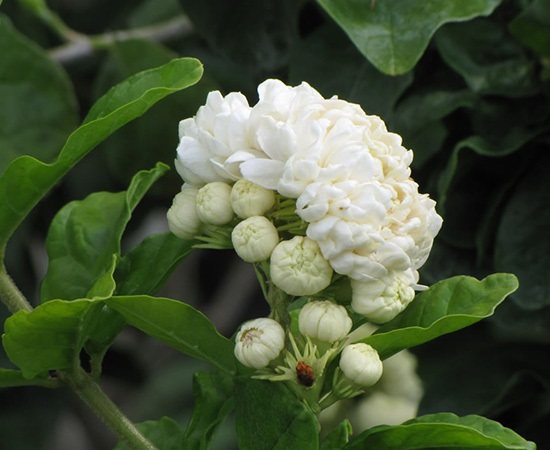 Review nước hoa mùi hoa nhài có mùi thơm nhất - Tprofumo