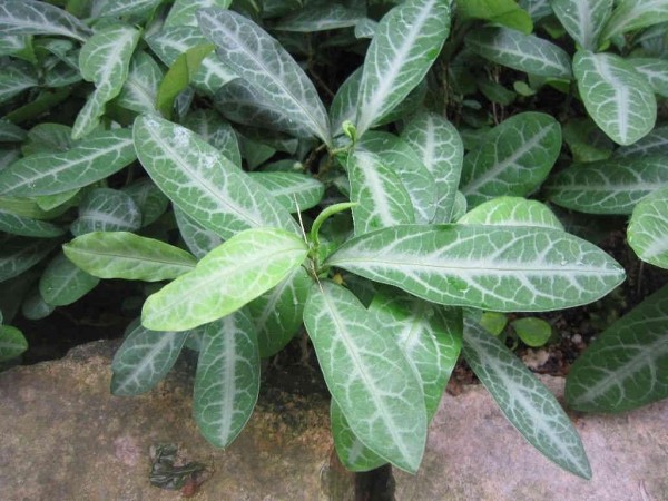 cay_luoi_nhan_co_tac_dung_gi_-cong_dung_bai_thuoc_va_cach_dung