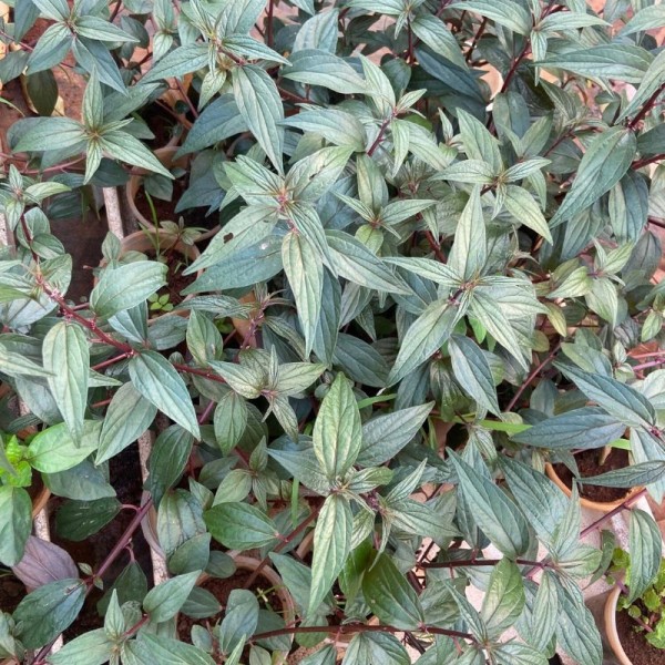 cay_thuoc_doi_bo_mam_tuoi_pouzolzia_zeylanica