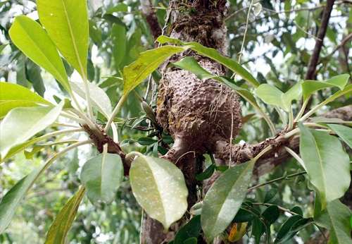 Cây tổ kiến - công dụng cây tổ kiến - địa chỉ bán cây tổ kiến khô