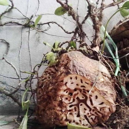 Cây tổ kiến - công dụng cây tổ kiến - địa chỉ bán cây tổ kiến khô