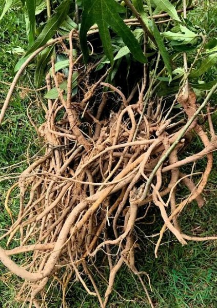 RễHoàng Kỳ Nam: Công Dụng Rễ Vú Bò, Cách Dùng | Búpxanh