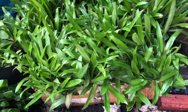 Cỏ linh chi thảo, cây bao tử và cây dạ dày.