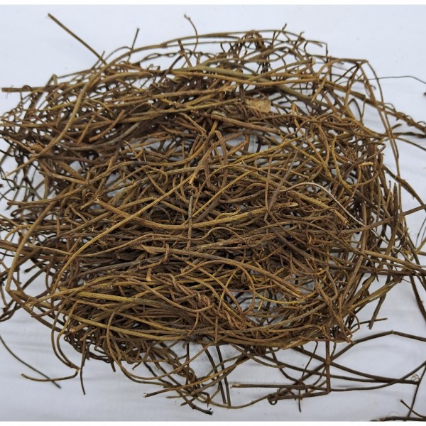 Dây tơ hồng thuộc chi Cuscuta với thân dạng sợi, cụm hoa và quả nang