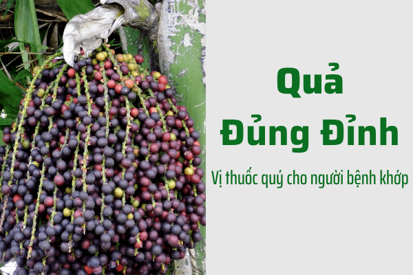 dung-dinh-vi-thuoc-quy-cho-nguoi-benh-khop-min_bupxanh