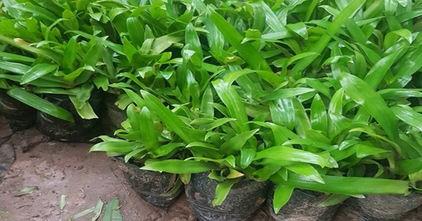 Cỏ Linh Chi Thảo, Cây Bao Tử Và Cây Dạ Dày Có Phải Một Cây?