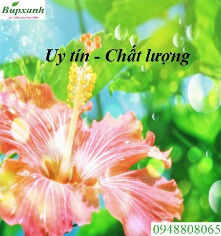 nha_thuoc_nam_uy_tin_chat_luong_