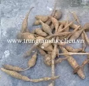 Mua cát sâm ở đâu tốt, cách sử dụng cát sâm ngâm rượu