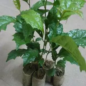 Cây giống xạ đen