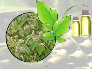 Tinh dầu long não