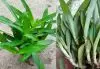 Cây cỏ linh chi thảo, cây bao tử, cây dạ dày