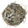 Cây Mã Đề Khô – Túi 1kg tại Búpxanh