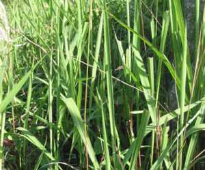 Cây cỏ tranh