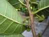 Cây sui (Antiaris toxicaria) – Nhận biết, đặc tính và nghiên cứu