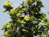 Cây Sổ Khô – Sổ Bà, Dillenia indica