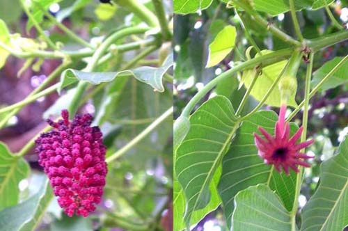 Ba Đậu Tây – Vông Đồng, Đặc Điểm Và Công Dụng Được Ghi Nhận