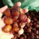 Bồ Hòn Khô (Quả Giặt, Trái Bồ Hòn)