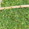 Cây Cam Thảo Dây Khô – Dây Chi Chi, Dây Cườm Cườm