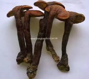 Nấm Lim Xanh Tự Nhiên Nguyên Cây 500g