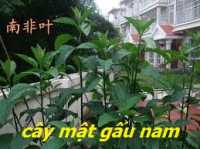 Cây lá đắng