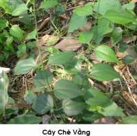 Chữa tắc tia sữa