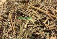 Cây cỏ xước chữa bệnh thoái hóa xương khớp
