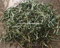Địa chỉ bán cây bìm bịp