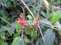 Cây bìm bịp mọc ở đâu