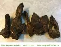 Địa chỉ bán nấm ngọc cẩu tại thái nguyên