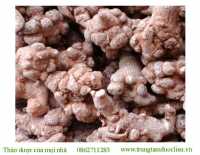Địa chỉ bán tam thất tại quảng nam