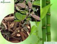 Cách trồng cây an xoa