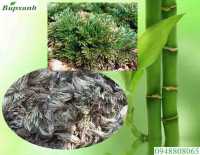 Cây chân vịt chữa bệnh gì