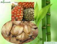 Dứa dại chữa bệnh gì