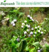 Cây cứt lợn chữa bệnh gì