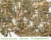 Cây dừa cạn bán ở đâu
