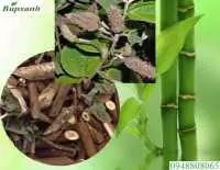 Cây an xoa còn gọi là cây gì