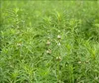 Cây ích mẫu chữa bệnh gì