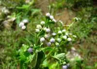 Cách sử dụng cây cứt lợn chữa bệnh