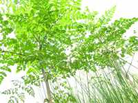 Trồng cây chùm ngây xuất khẩu