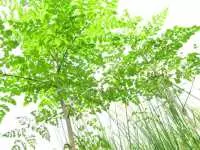 Trồng cây chùm ngây xuất khẩu