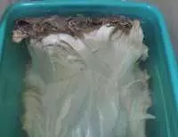 Nấm linh chi thái tuế