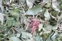 Cách sử dụng cây quả nồ