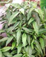 Cây hoàn ngọc hỗ trợ điều trị bệnh ung thư