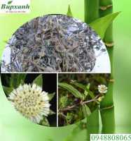 Cây cỏ mực chữa bệnh gì