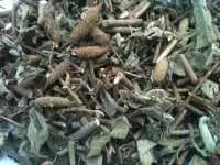 Địa chỉ bán cây an xoa tại phú thọ